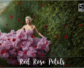 PNG免抠素材 20款红色玫瑰花瓣叠加层冲光溶图后期素材5K Red Rose Petals Overlays
