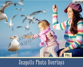 PNG免抠素材 31款海鸥叠加层冲光溶图后期素材Seagulls Overlays