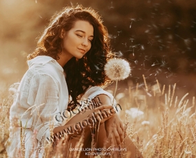 PNG免抠素材 蒲公英照片叠加层冲光溶图PS后期素材Dandelion Photo Overlays